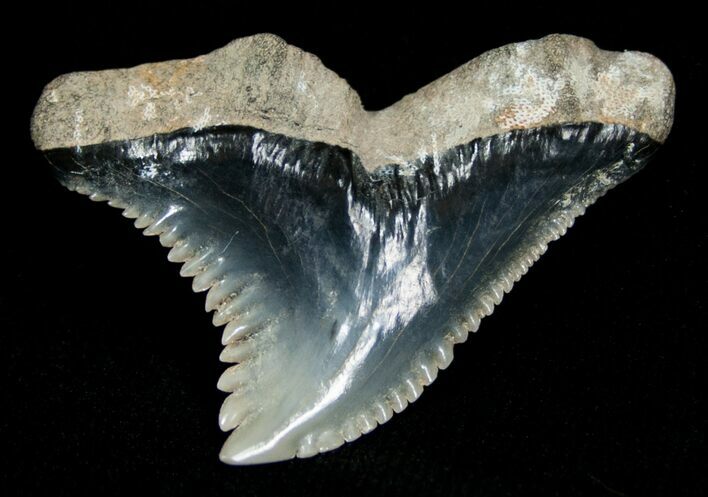 Hemipristis Shark Tooth Fossil #4324